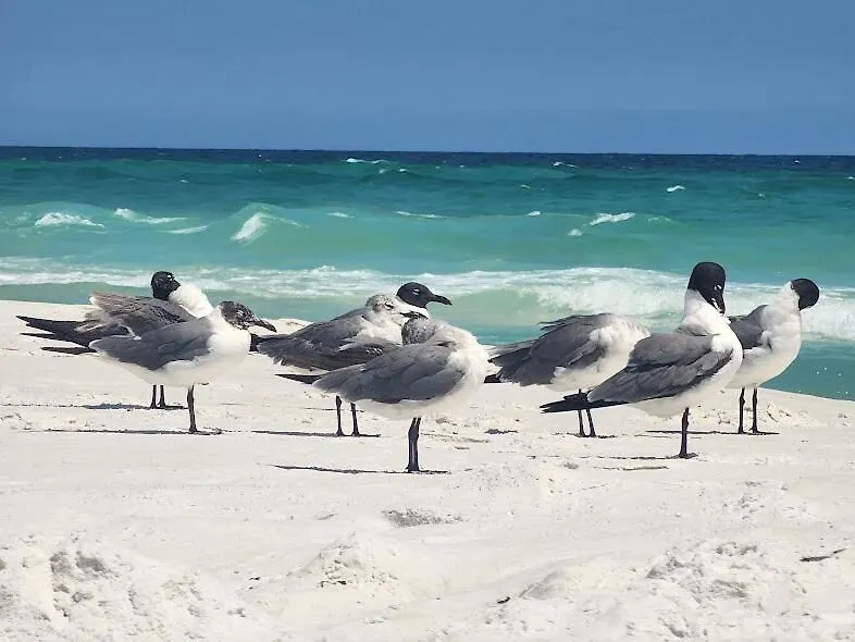 Luxury 3Br Gated Home - Infinity Pool, Walk To Private Beach - Vet-Owned! Destin Holiday home